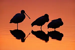 Oostvaardersplassen: Eurasian Spoonbill (Platalea leucorodia) group sleeping in evening mood