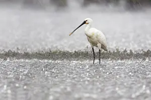 Platalea: one Eurasian spoonbill (Platalea leucorodia) in heavy rainfall