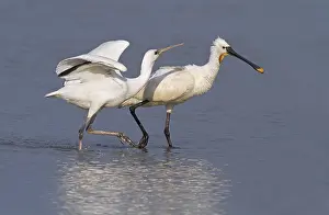 Flevoland: Eurasian Spoonbill (Platalea leucorodia) juveni