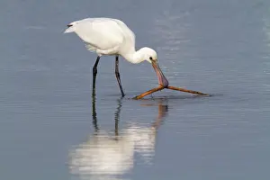 2000: Eurasian Spoonbill (Platalea leucorodia) juvenile playing withe a stick