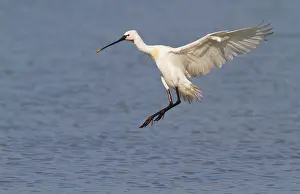 2000: Eurasian spoonbill (Platalea leucorodia) landing on the water
