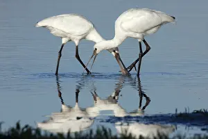 Flevoland: Eurasian Spoonbill (Platalea leucorodia) pair f
