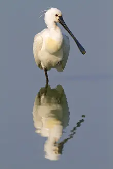 Flevoland: Eurasian Spoonbill (Platalea leucorodia) restin