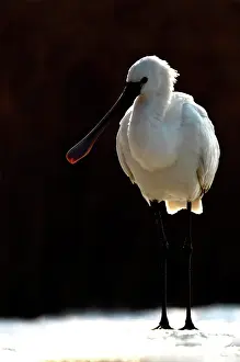Leucorodia: Eurasian Spoonbill ( Platalea leucorodia ) on snow