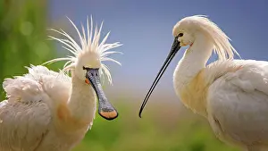 Hungary: Eurasian spoonbill (Platalea leucorodia) Spoonbill