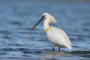 Leucorodia: Eurasian Spoonbill (Platalea leucorodia) standing