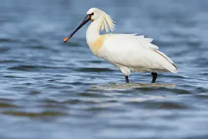 Leucorodia: Eurasian Spoonbill (Platalea leucorodia) standing