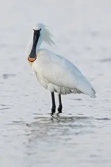 Leucorodia: Eurasian Spoonbill (Platalea leucorodia) standing