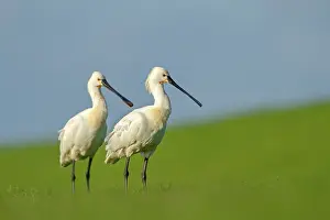 Leucorodia: Two Eurasian Spoonbill (Platalea leucorodia) standing