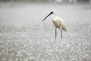 Platalea: one Eurasian spoonbill (Platalea leucorodia) standing in heavy rainfall