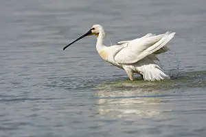 2000: Eurasian Spoonbill (Platalea leucorodia) taking a bath