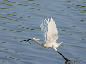 Taking: Eurasian Spoonbill - taking off with nest material