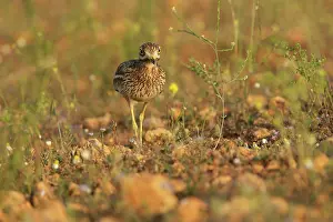 Burhinus: Eurasian Stone-curlew