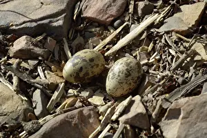 Burhinus: Eurasian Stone-curlew