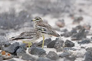 Burhinus: Eurasian Stone-curlew