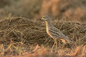 Burhinus: Eurasian Stone-curlew