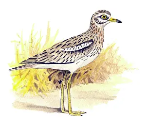 Burhinus: Eurasian Stone-curlew