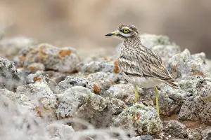 Burhinus: Eurasian Stone-curlew