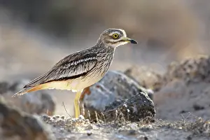Burhinus: Eurasian Stone-curlew