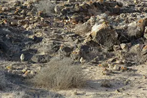 Burhinus: Eurasian Stone-curlew