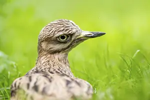 Type: Eurasian stone-curlew (Burhinus oedicnemus) lying on a meadow