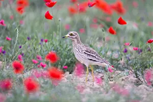 Papaver: Eurasian stone curlew, Eurasian thick-knee, Stone-curlew