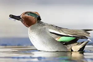 Eurasier: Eurasian Teal (Anas crecca) male, St