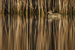 Teals: Eurasian Teal female swimming on marsh Galicia Spain