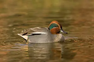 Crecca: Eurasian Teal - male on water
