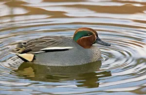 Crecca: Eurasian Teal - male on water