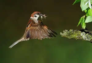 Mario Cea: Eurasian Tree Sparrow adult in flight with prey