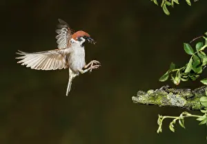 Mario Cea: Eurasian Tree Sparrow adult in flight with prey
