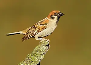 Mario Cea: Eurasian Tree Sparrow adult perched on branch with prey