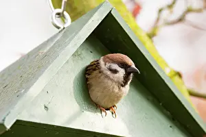 Sparrow: Eurasian Tree Sparrow in a green wooden Birdhouse