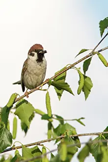 Passer: Eurasian Tree Sparrow - with insect in beak