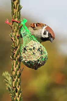 Birdseed: Eurasian tree sparrow (Passer montanus), field sparrow