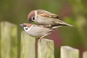 Borders: Eurasian Tree Sparrow (Passer montanus) adult pair