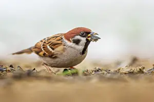 Sparrow: Eurasian tree sparrow (Passer montanus), field s
