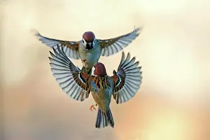 Montanus: Eurasian tree sparrow (Passer montanus) fighting