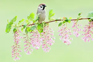 Perching: Eurasian Tree Sparrow (Passer montanus) male perching on flo