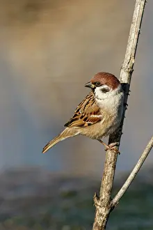 Passer: Eurasian Tree Sparrow (Passer montanus) - perche