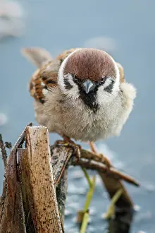Passer: Eurasian Tree Sparrow (Passer montanus) - perche