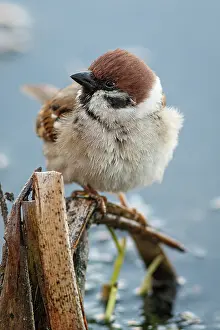 Passer: Eurasian Tree Sparrow (Passer montanus) - perche