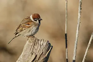 Passer: Eurasian Tree Sparrow (Passer montanus) - perche