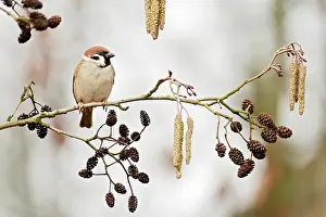Alder: Alder