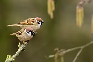 Alder: Alder