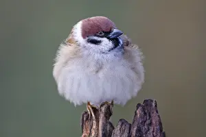 Passer: Eurasian Tree Sparrow (Passer montanus) portrai