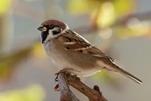 Montanus: Eurasian tree sparrow (Passer montanus), sitting