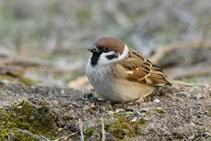 Sparrows: Eurasian Tree Sparrow - perched - Castila Leon, Spain