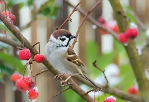 Apple: Eurasian tree sparrow sitting in a snow covered apple tree